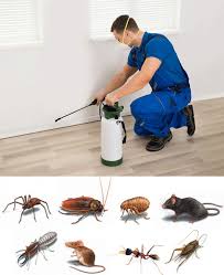 Pest control bed bug 2 BHK two time treatment